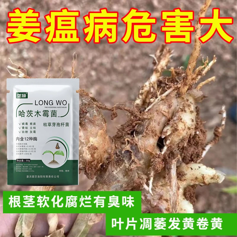 姜瘟病大姜生姜微生物菌剂哈茨木霉菌蔬菜葱姜蒜通用促生长叶面肥