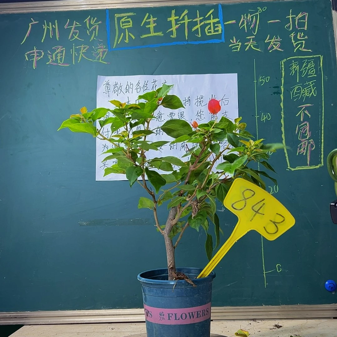 当前无花栽培后可以开花 暗斑夕阳红 843