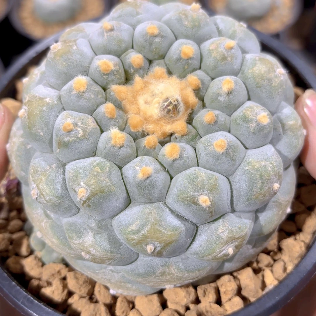 小尤佛头G g g g g g g g