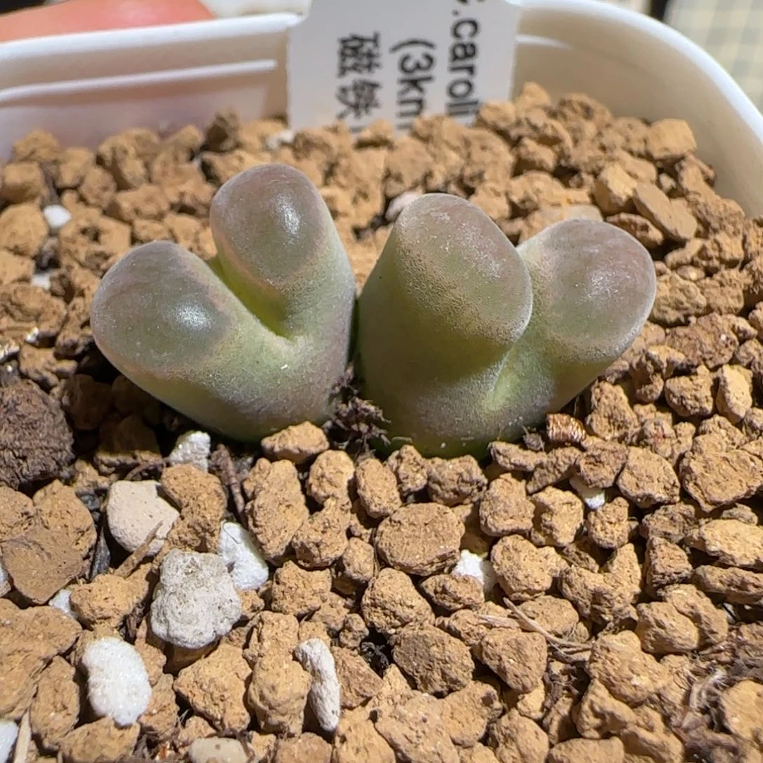 肉锥多肉植物组合-磁铁母本1392
