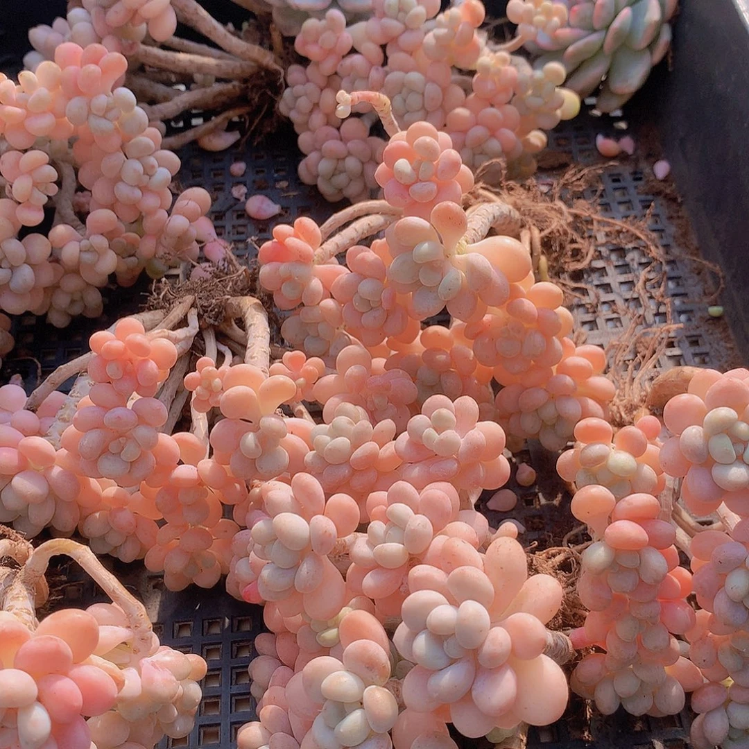 老庄洛可可捡漏4677899990