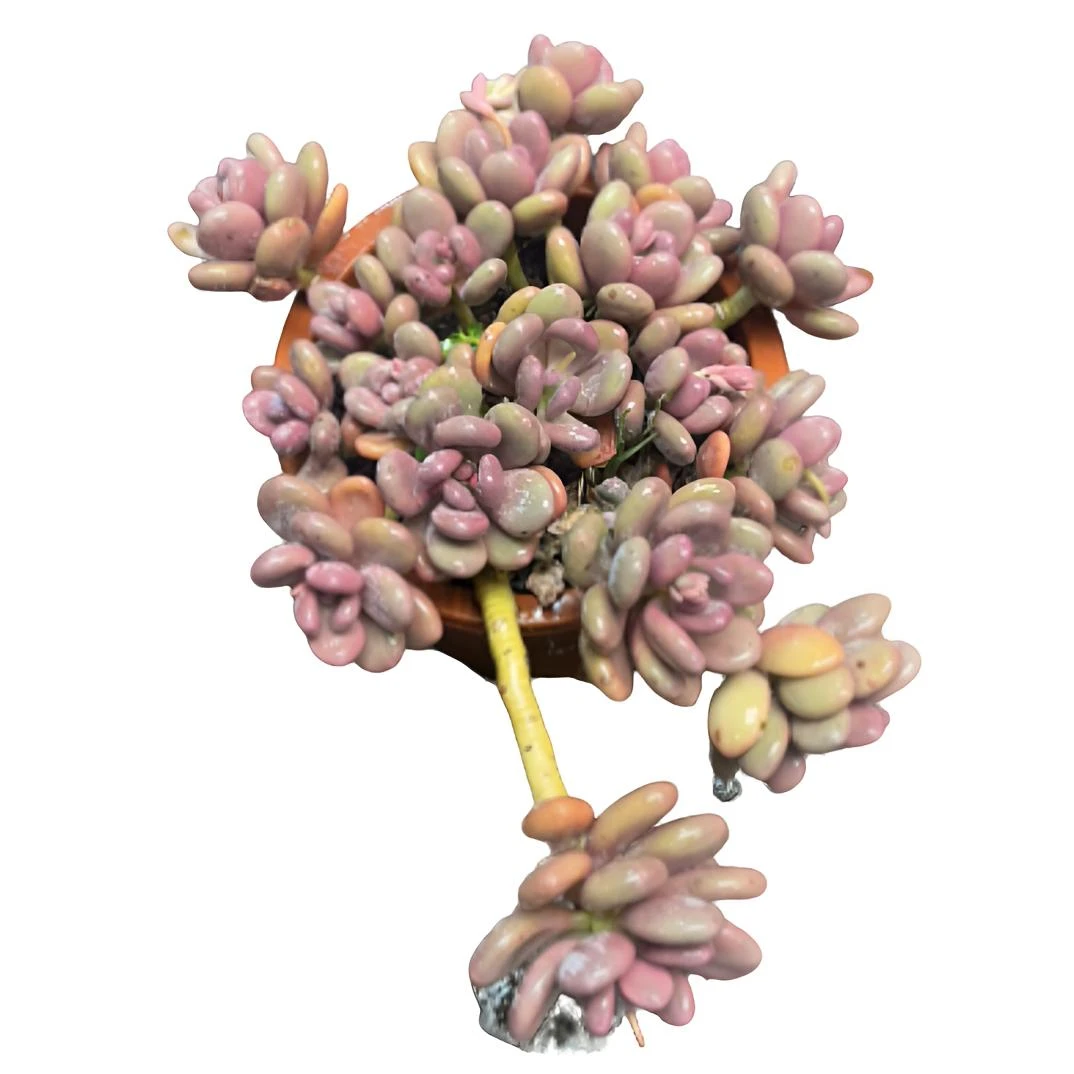 鸡蛋美人（土球发货25cm）美人系精品老桩群生多头爆款