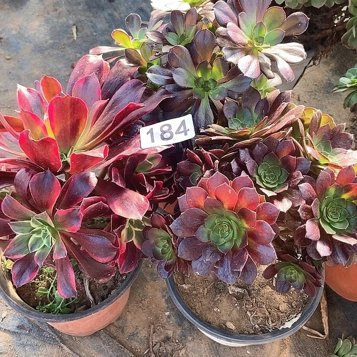 三科特价不包断184多肉不包断