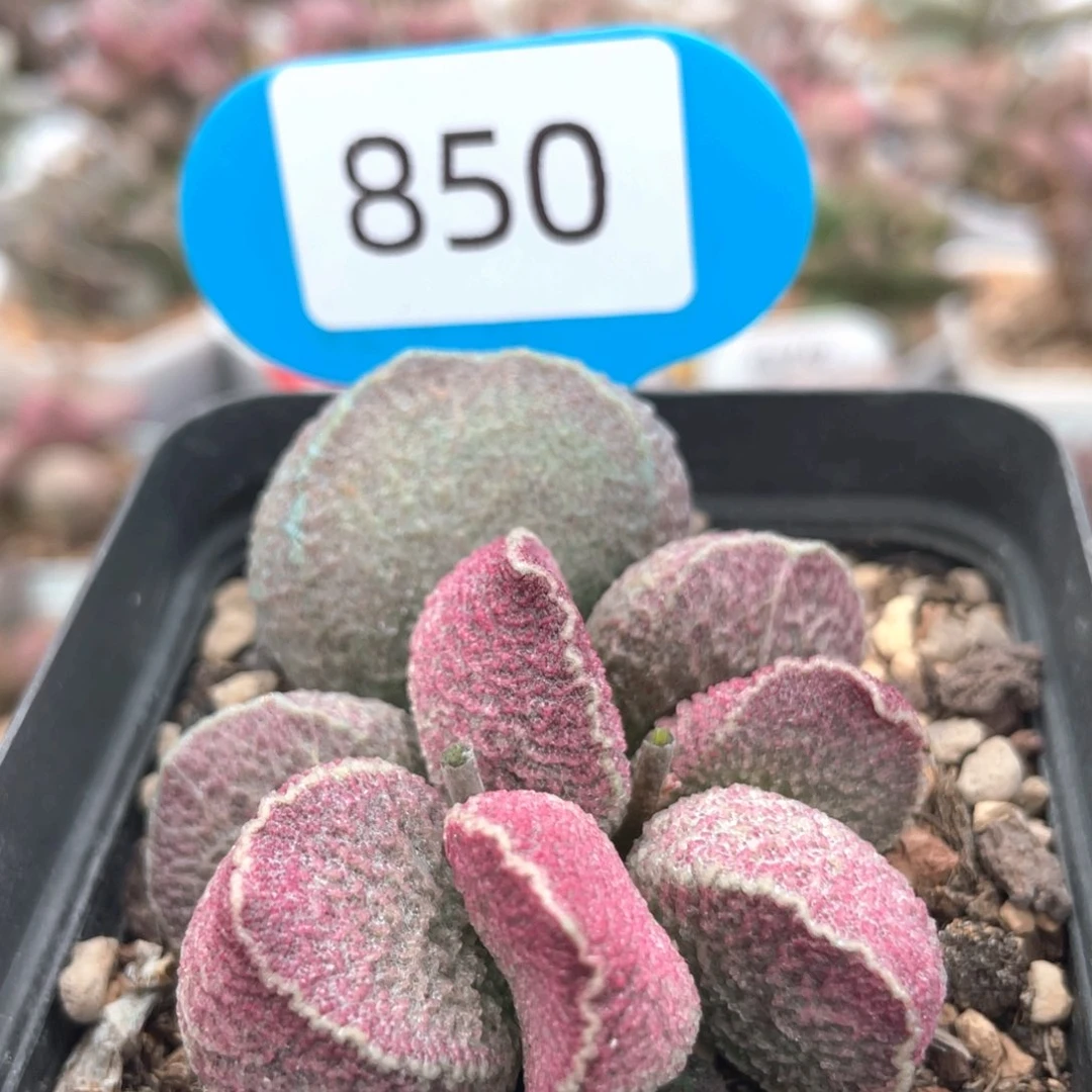 圆叶猪肝。    850。
