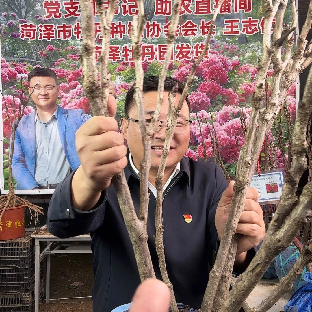 s***i完全开放花王399元