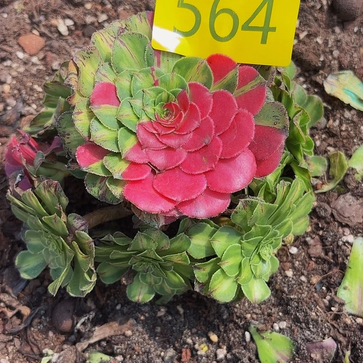 多肉植物福利564个