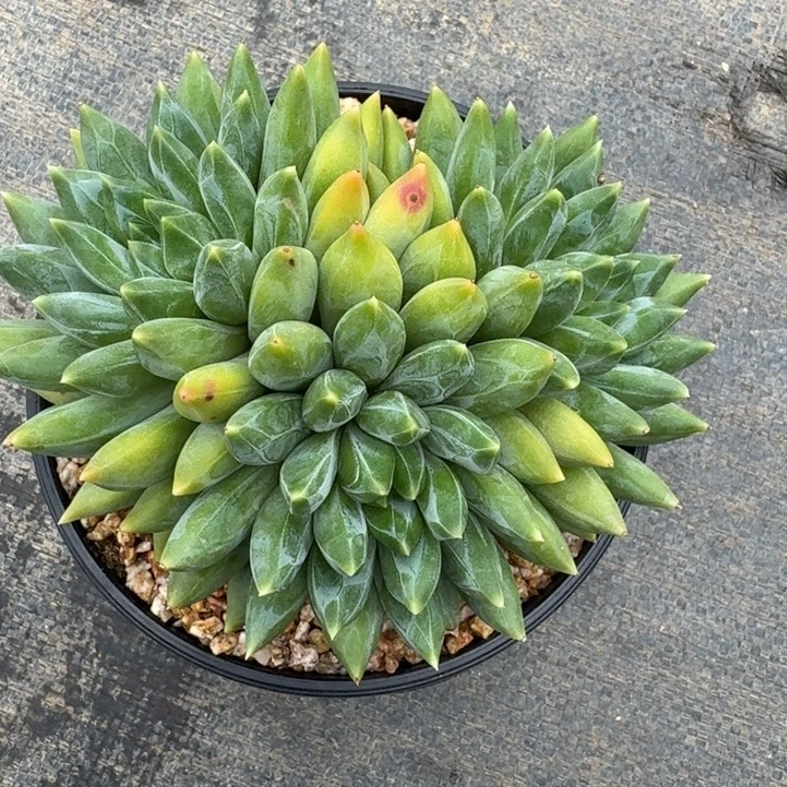 多肉植物重楼三头