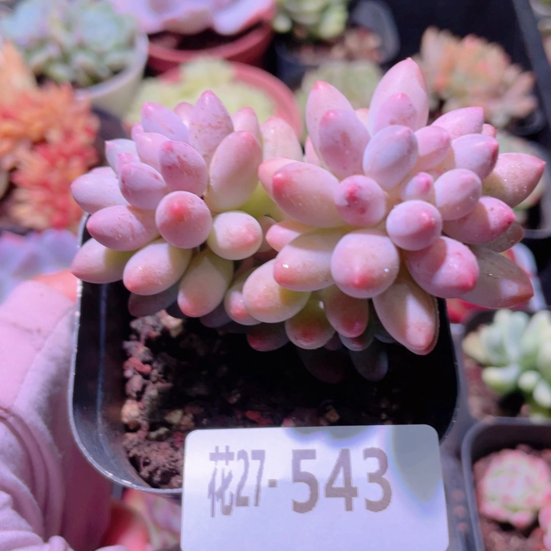 花利美27-543婴儿手指
