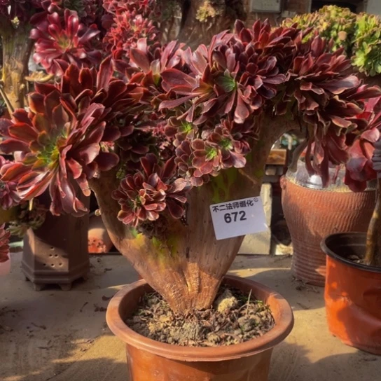 四***纸672，欧嘉莉缀微瑕包邮