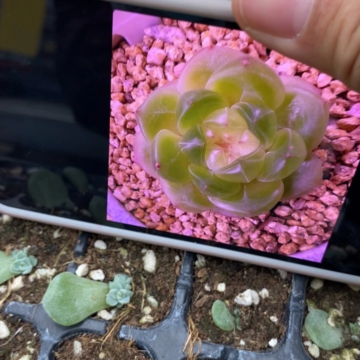 甜心224芽苗一个量拍
