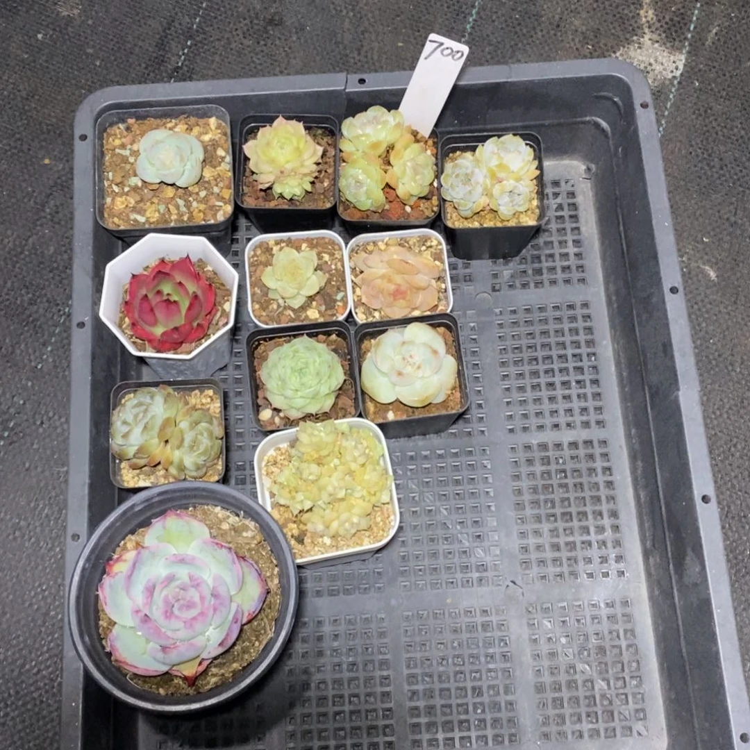 糖*糖700一筐12颗多肉植物