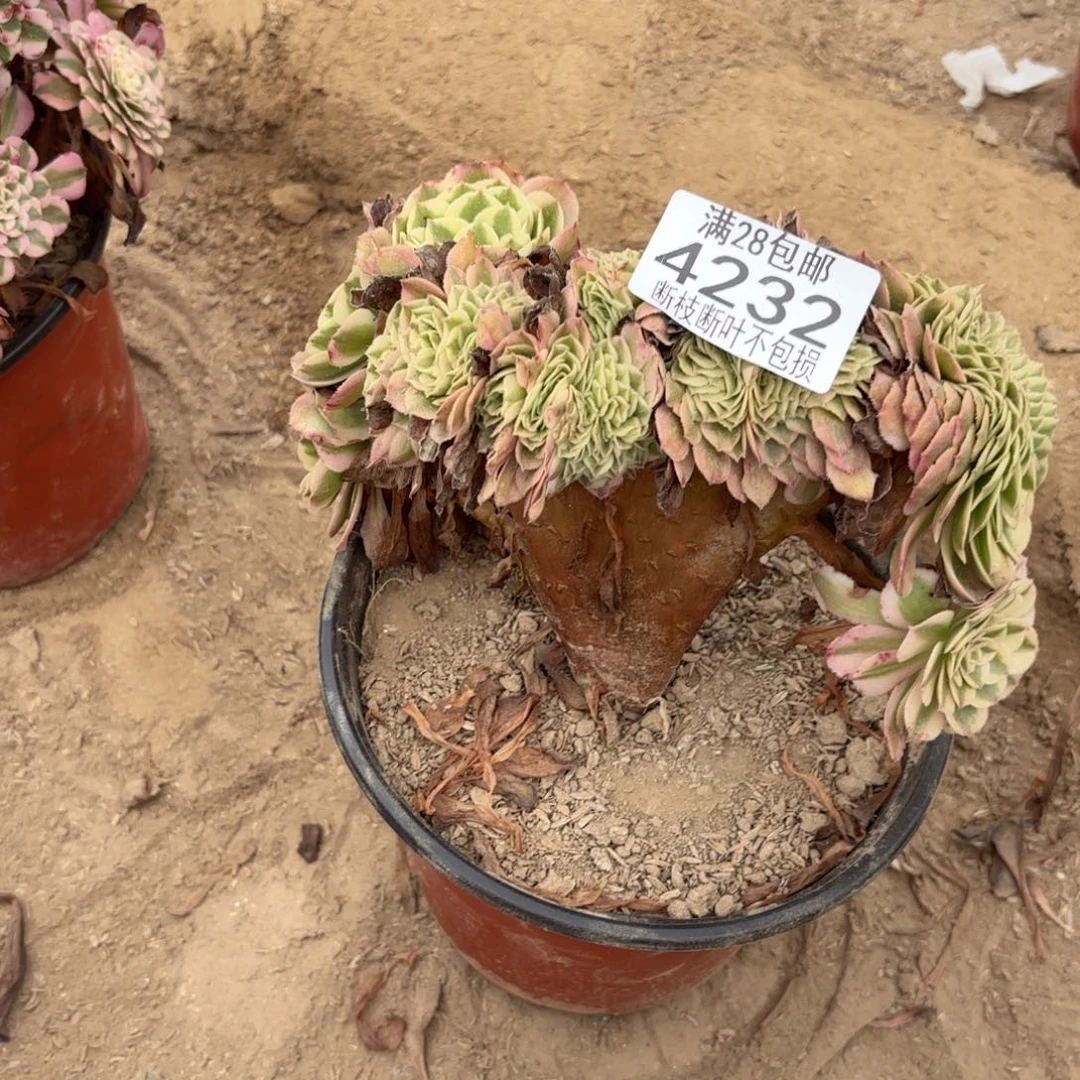 Q. 4232倾城缀多肉，？b