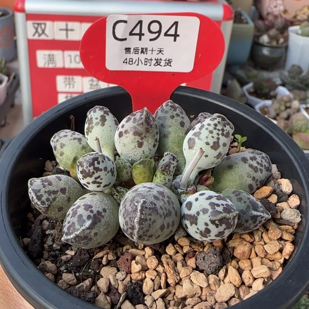 达摩海豹。   494。