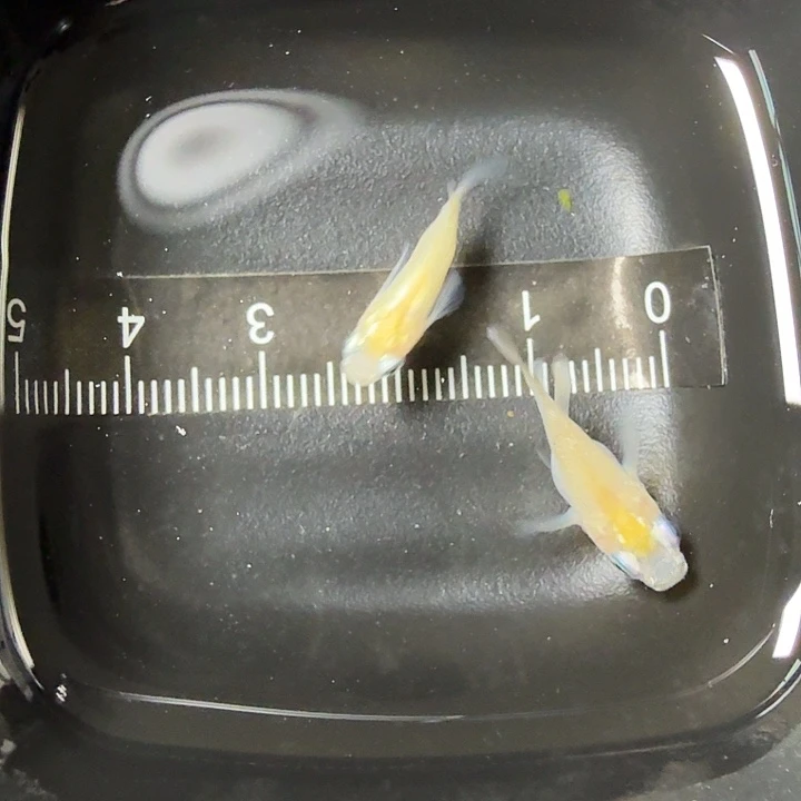 青鳉鱼观背青鳉一物一拍197号