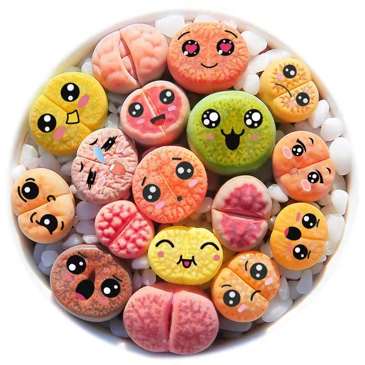 【L600-L630】精品高货生石花肉锥盆栽带盆种好耐旱好养