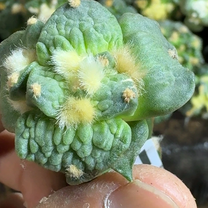精***石无花朵福利苗接大尤怒涛苗442