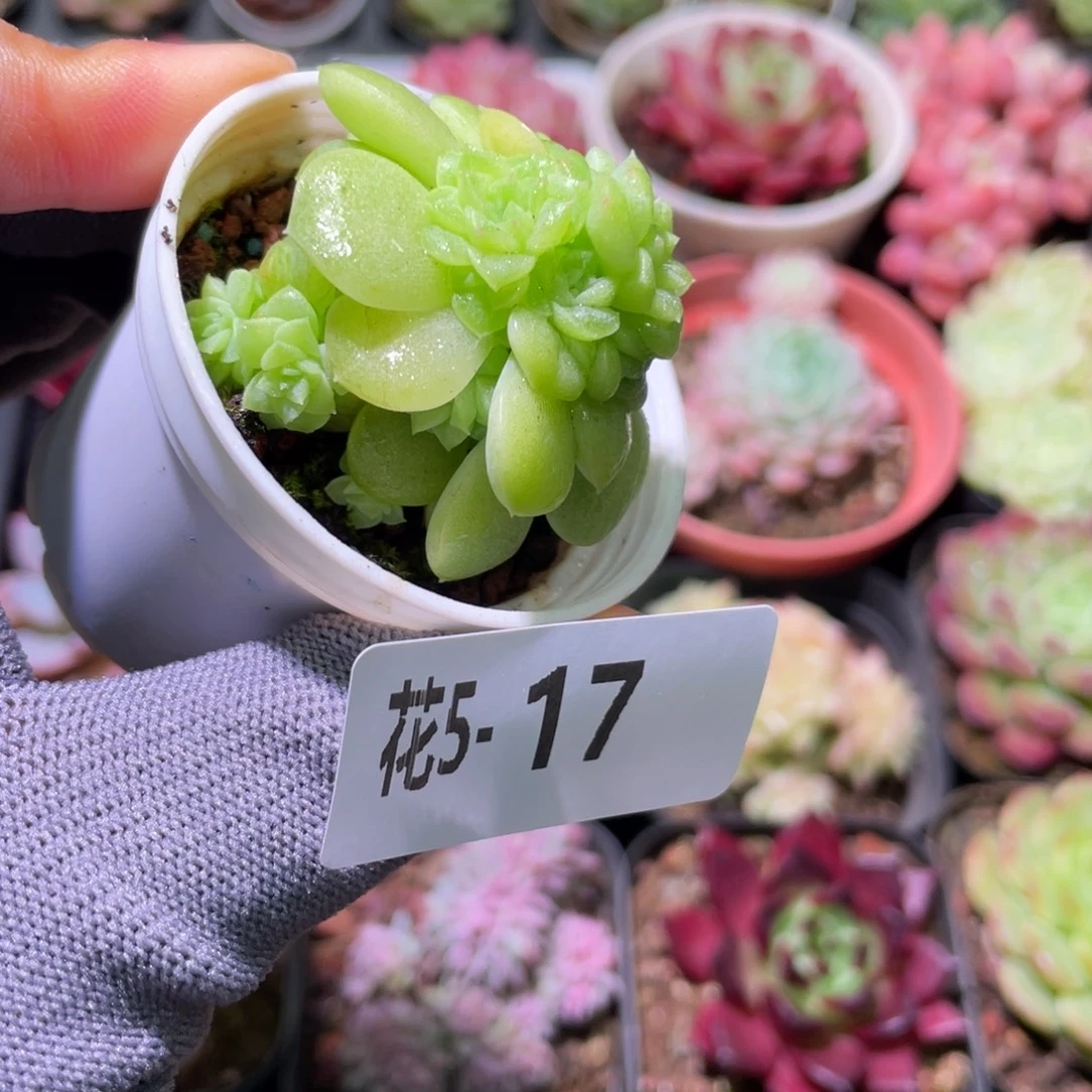 花利美 5-17麦秆群