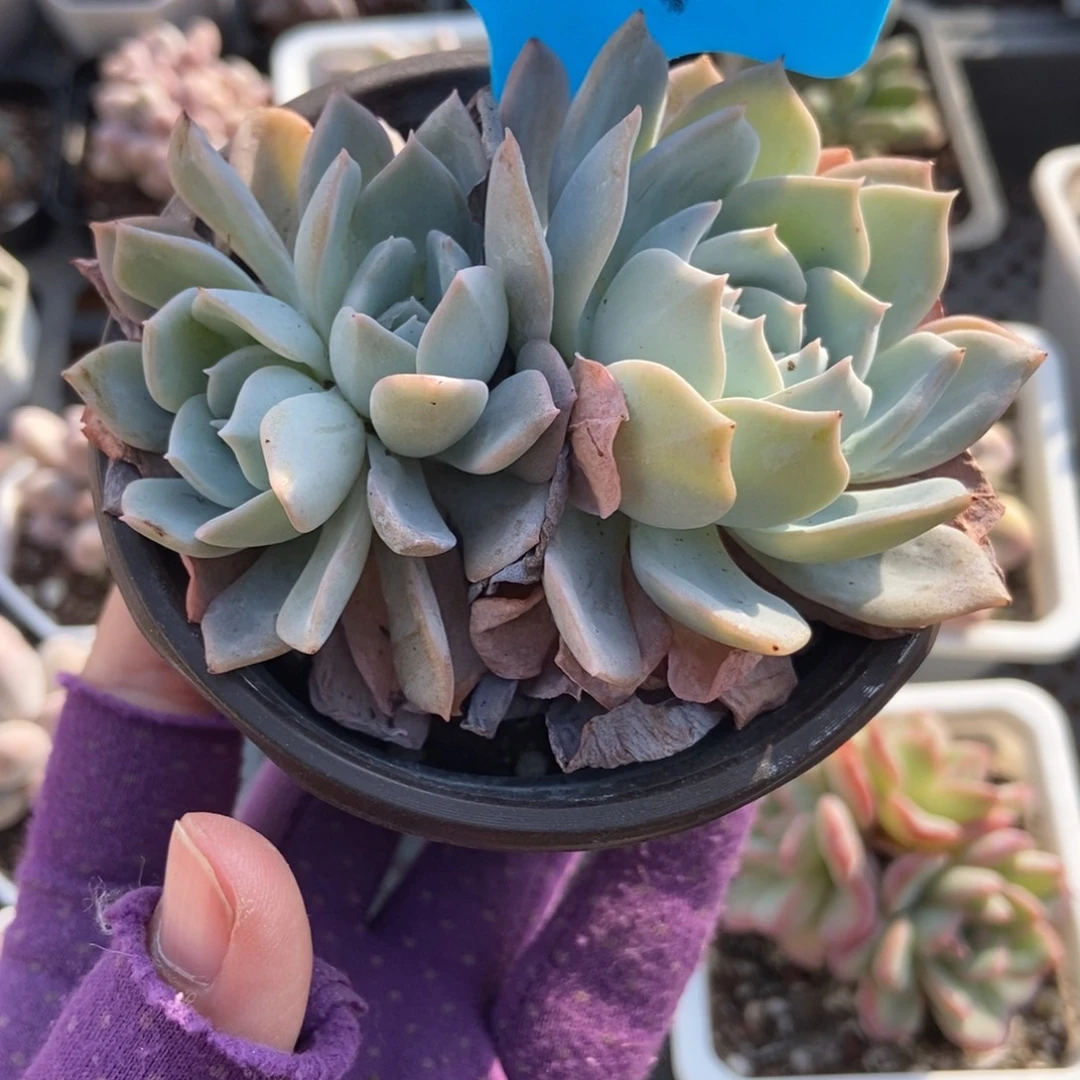 904白茶多肉植物多肉