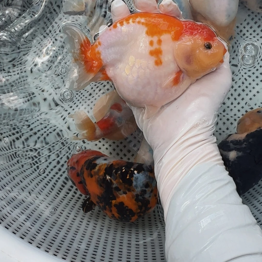 金鱼01大体兰寿压成