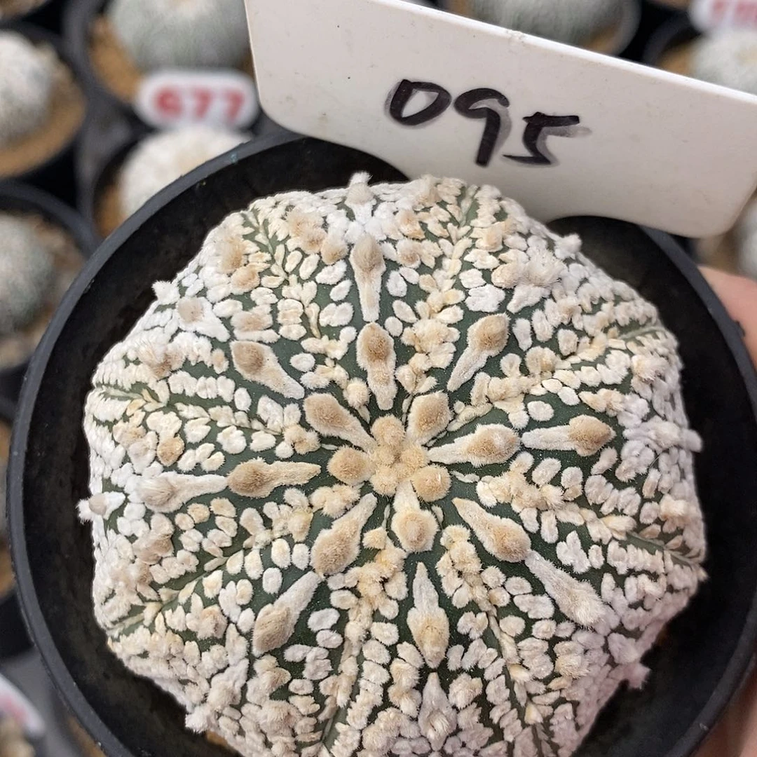 095超兜花园系列了