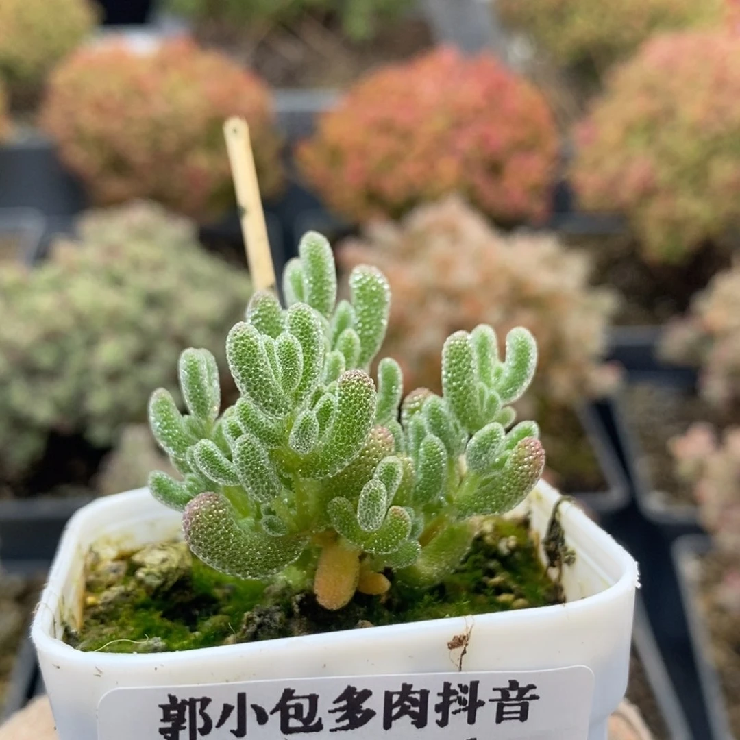 优选冰晶8241枝干番杏