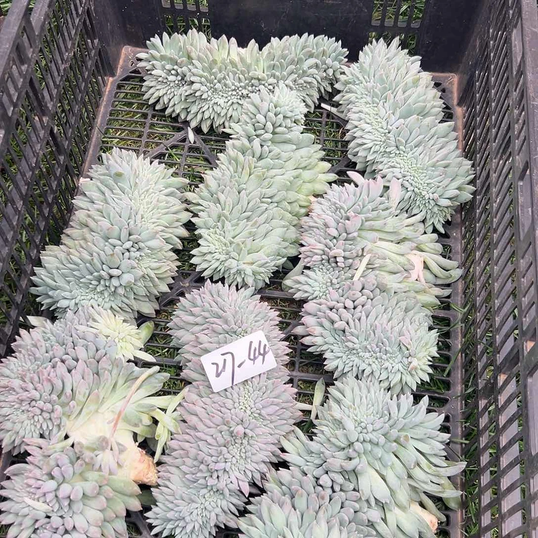 217-44奶糖缀化多肉随机