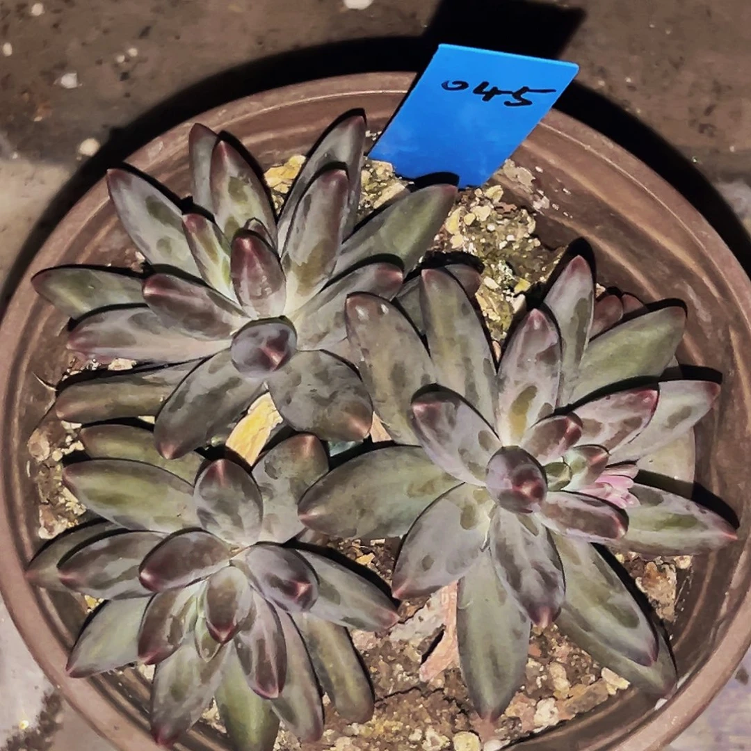 桔云多肉美人精品系列