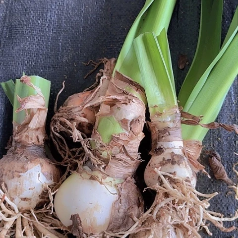 杂交一堆大大小小开花不售后