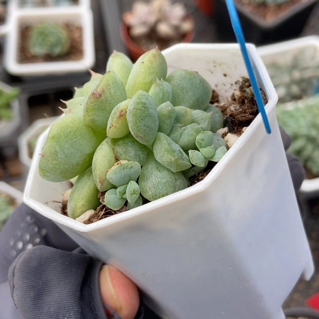 6153如梦令石化多肉植物