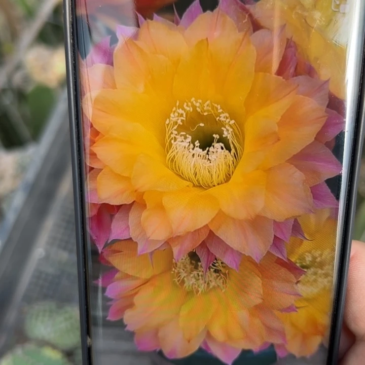 16彩草激流双头歪无根侧芽4一5公分左右20包邮