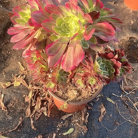 150莲花多肉母本砍头苗不售后