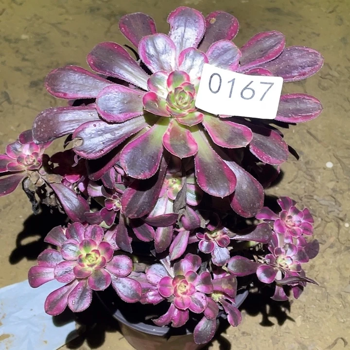 多肉植物法师167丽娜