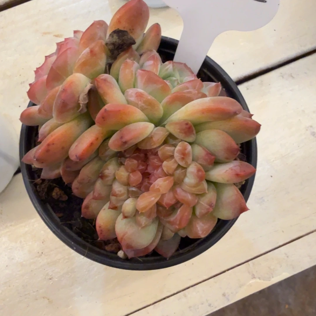 爱***肉1210-42琥珀朵朵缀