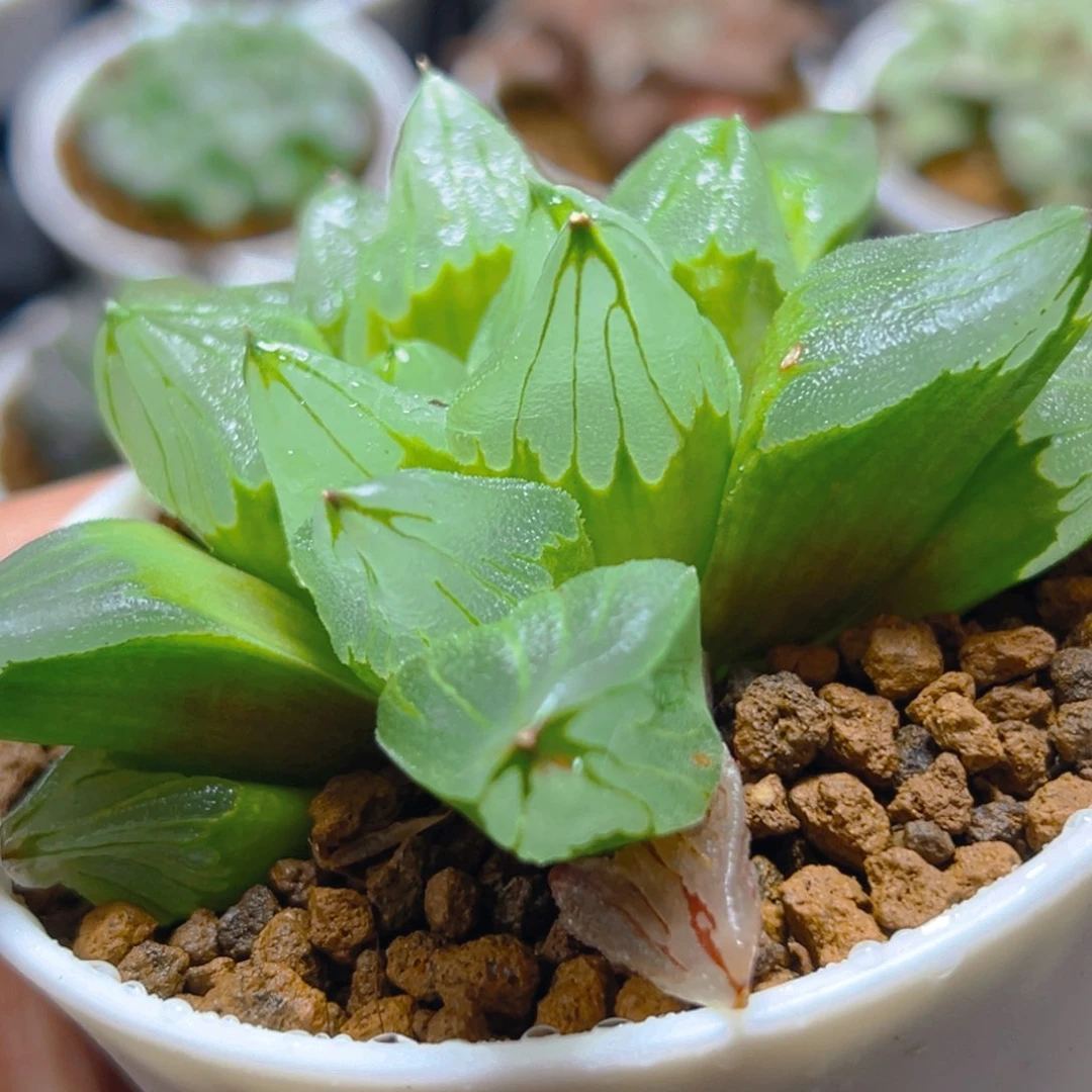 冰城寿玉露多肉多肉