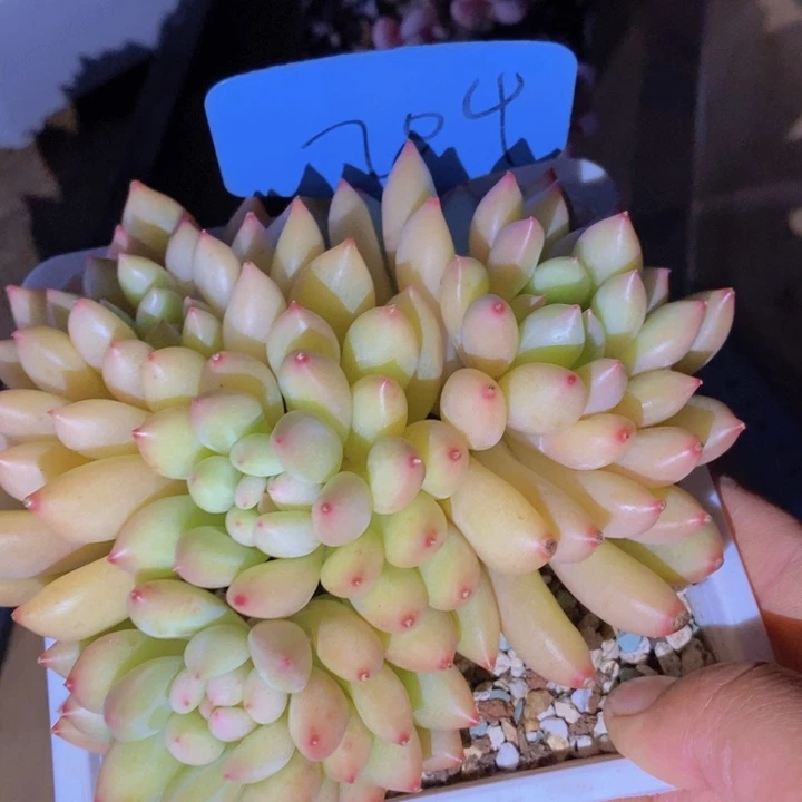 我就去看看她家门口在