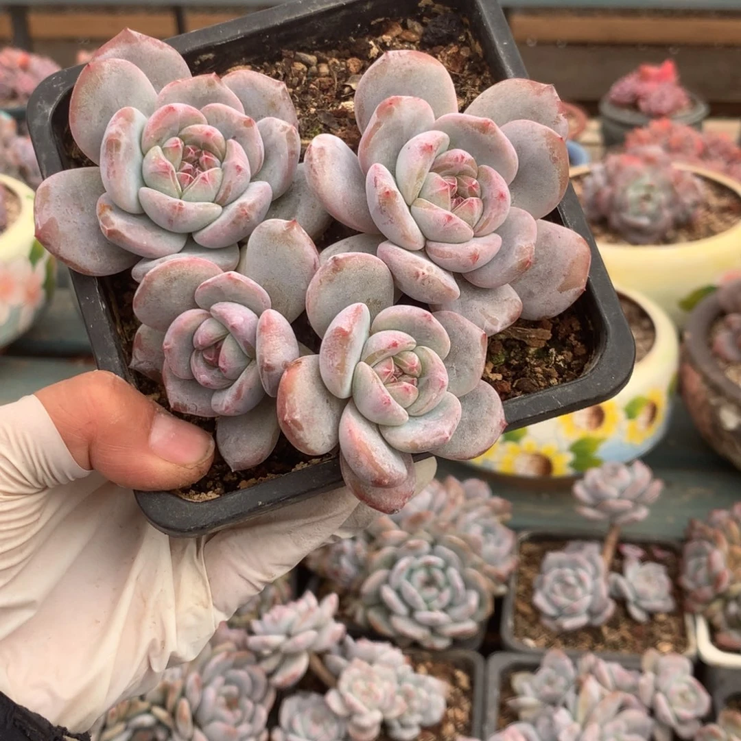 无花朵哈哈哈哈哈哈哈哈哈82