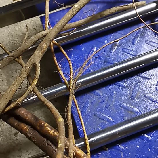 五指毛桃野生山货