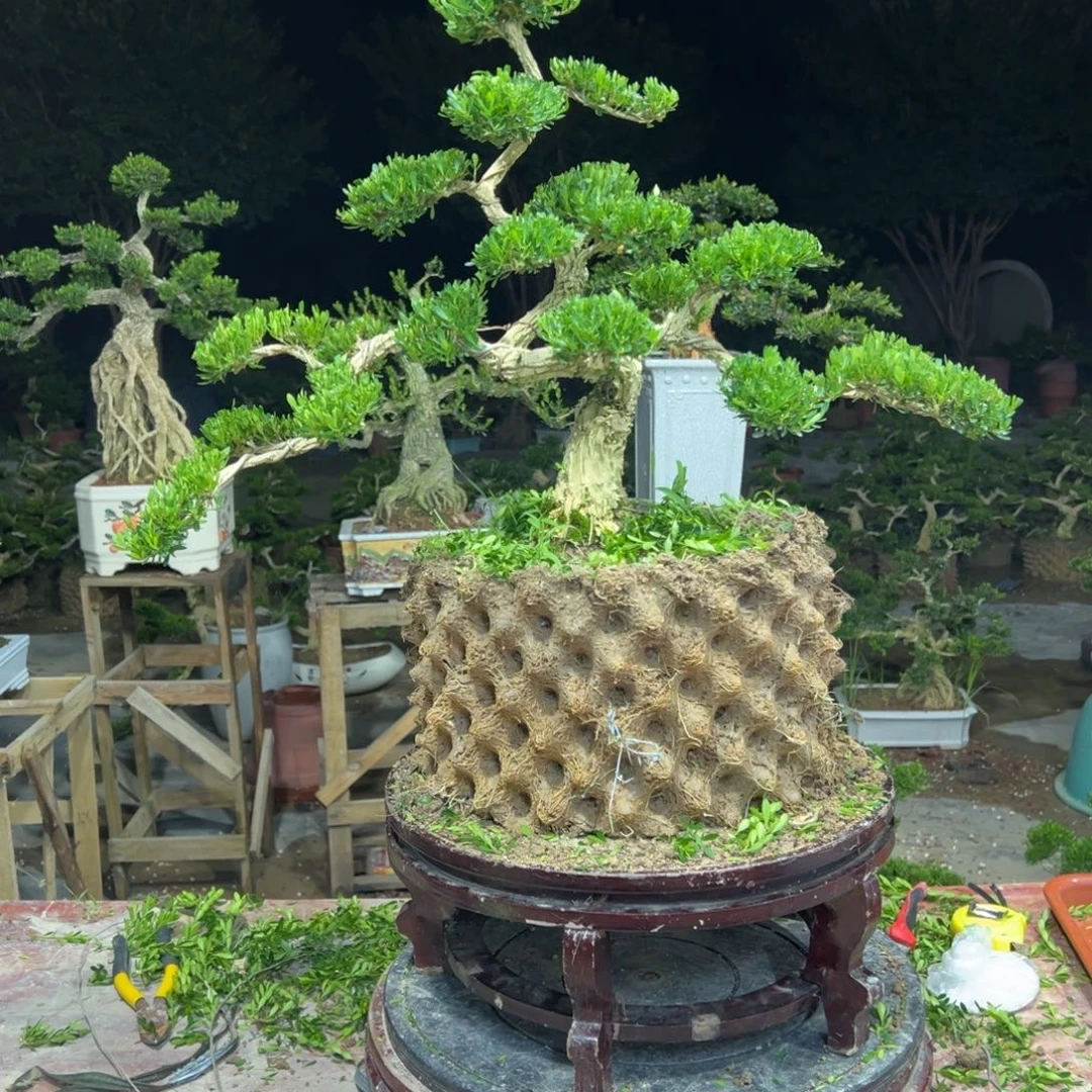 无花朵广东皱皮雀舌黄杨