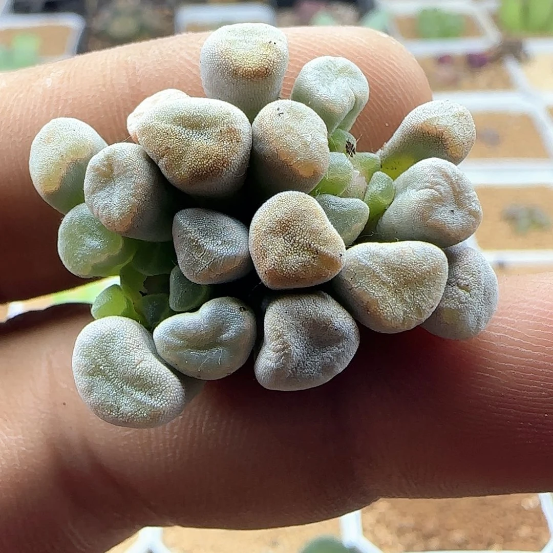 开播福利活动41303