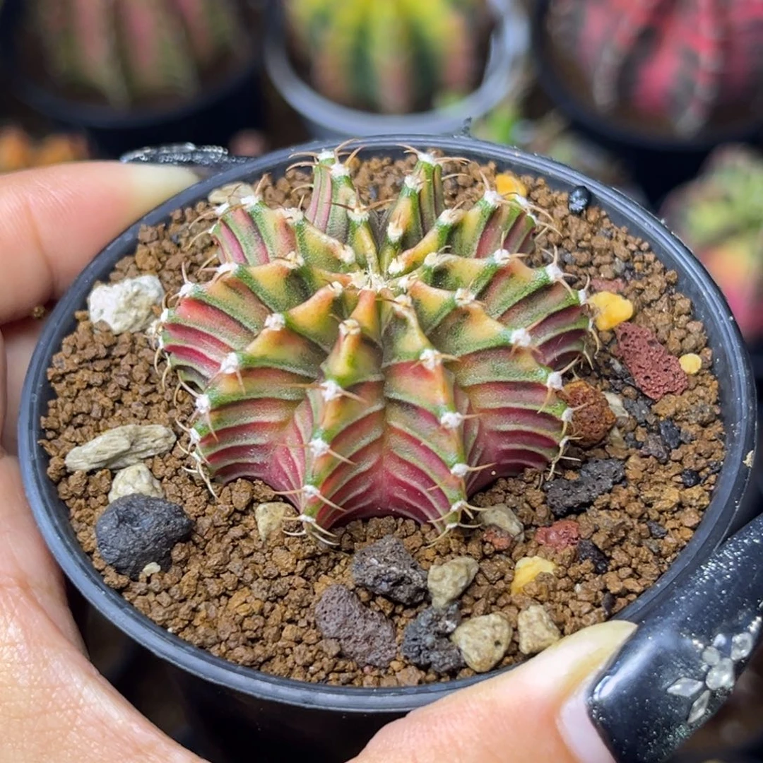 泰系肋骨锦 带盆土发货