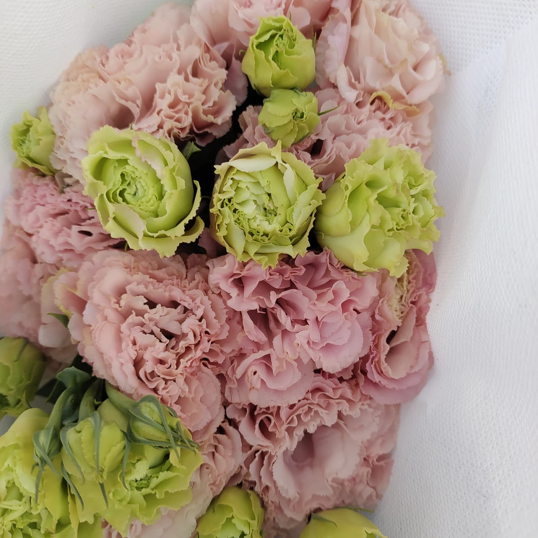 【粉波桔梗】任意2单京东包邮