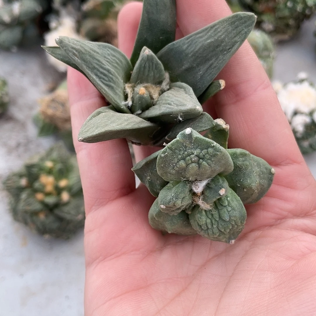 扶***焱特价福利福利福利