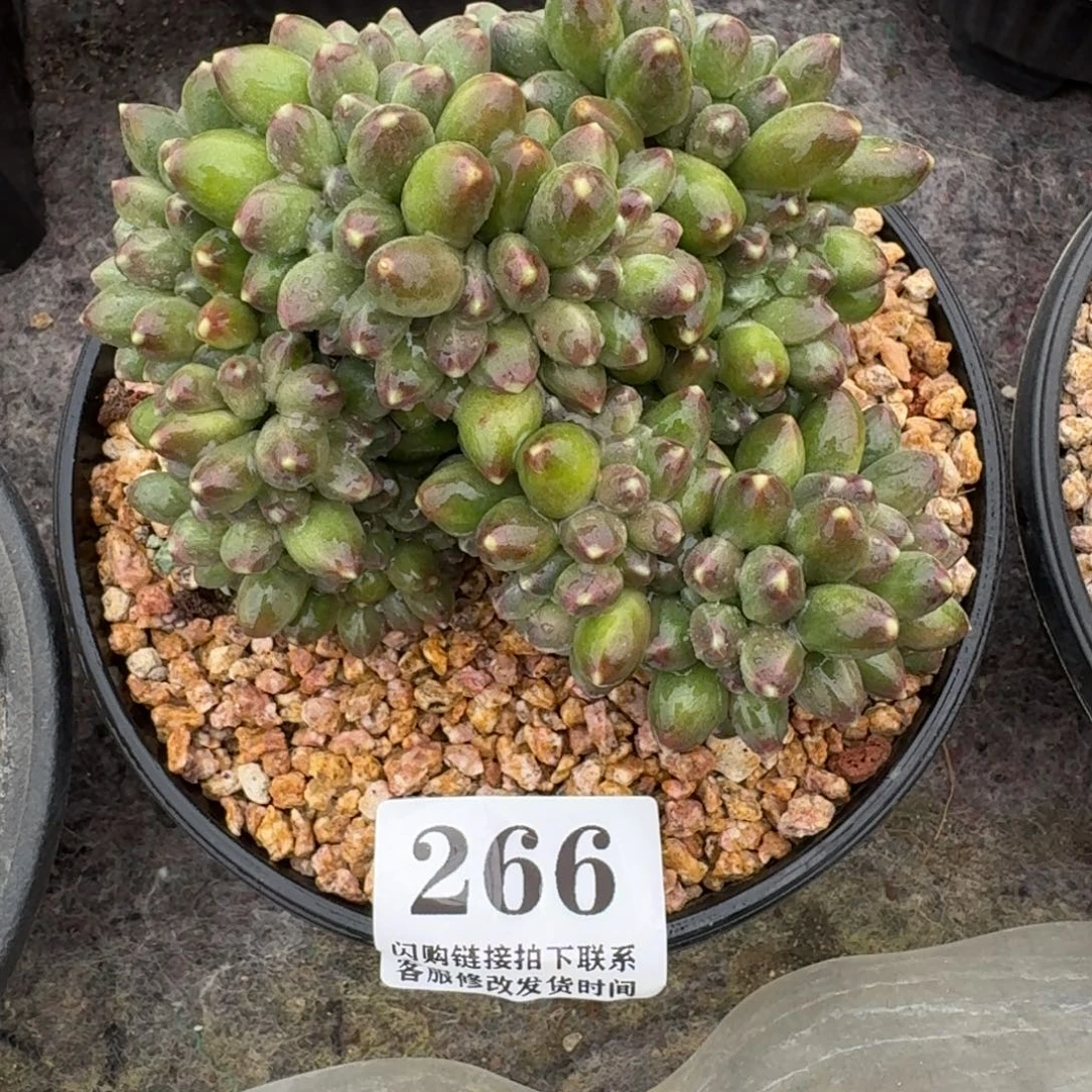 266千代田之松缀11cm左右