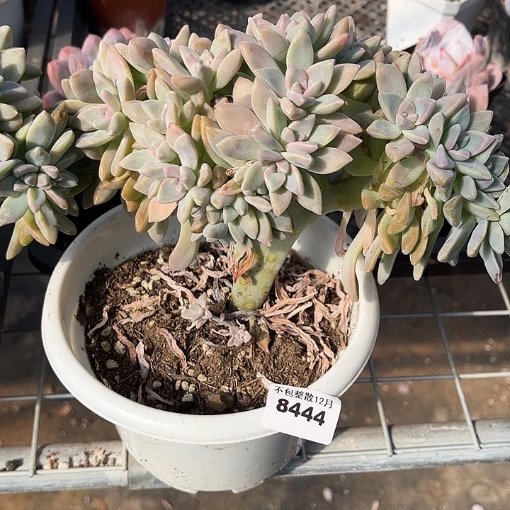 阿雅园艺。     8444淡雪缀