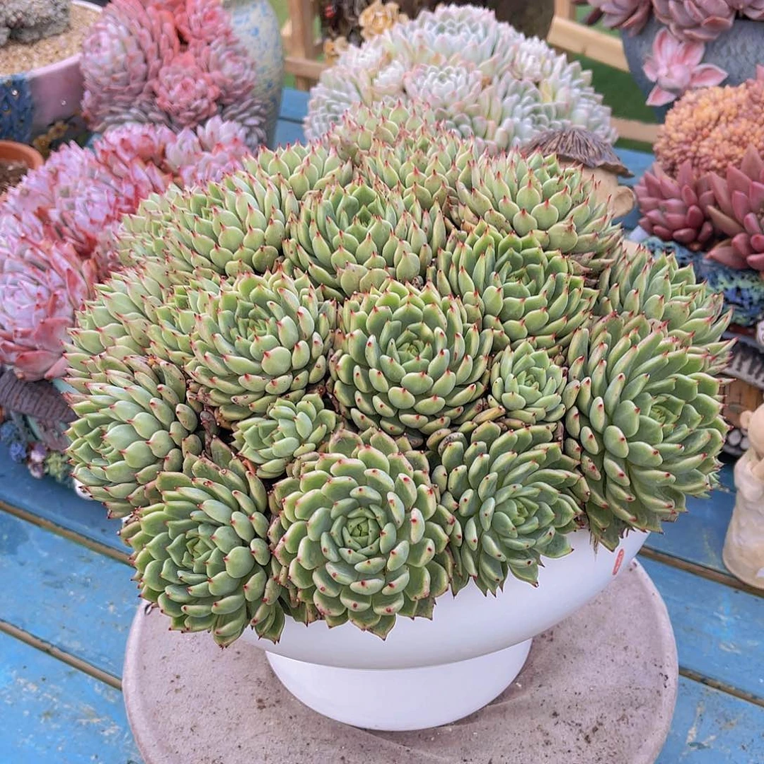 海*多肉杂交海姐带盆