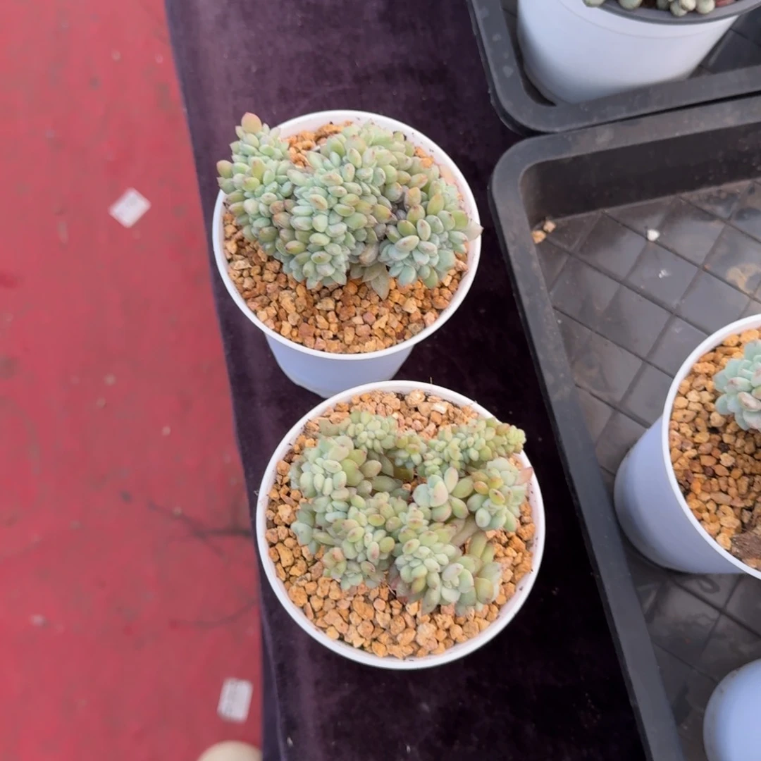 ?****?2颗一起一物一拍的