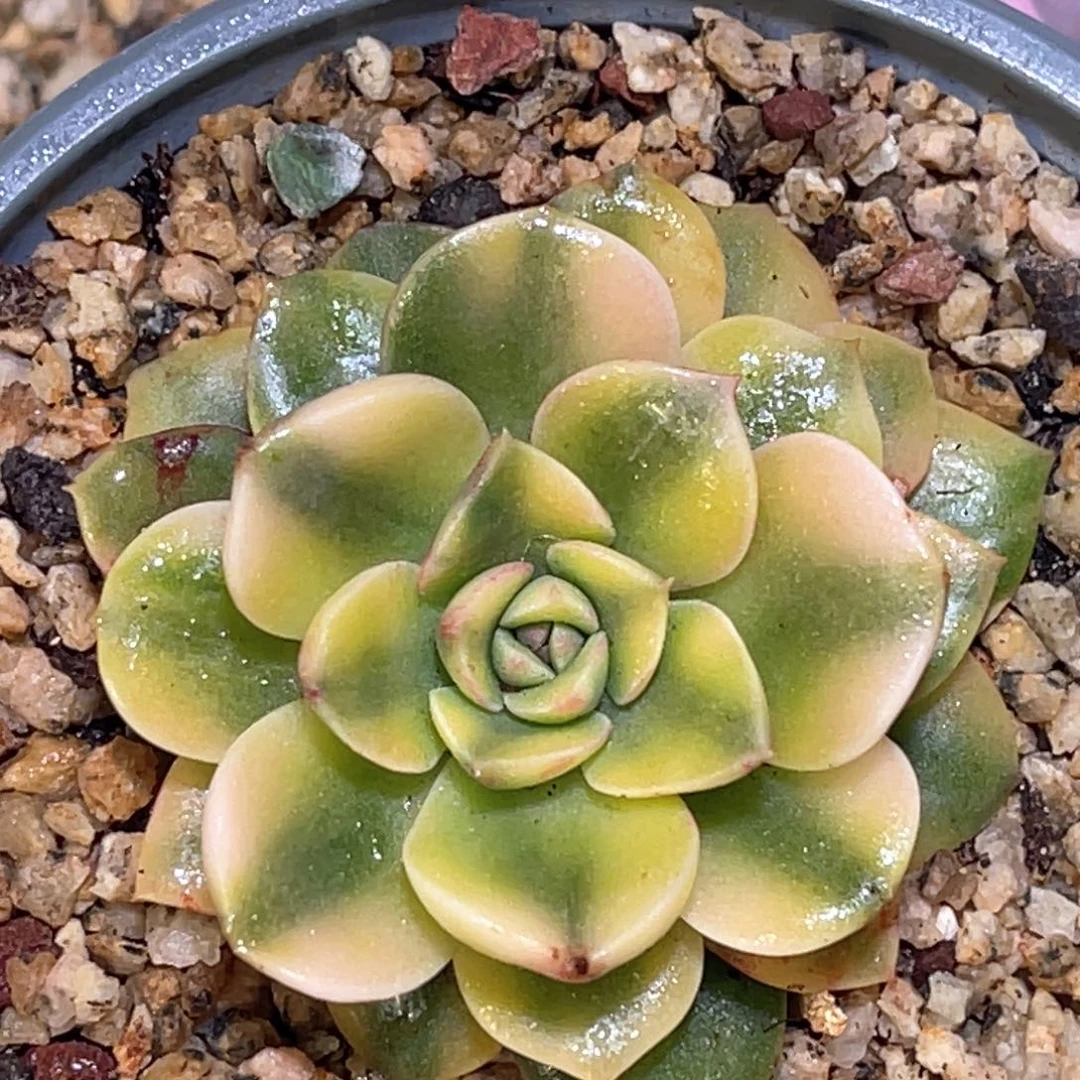 多肉特价血笨巴锦