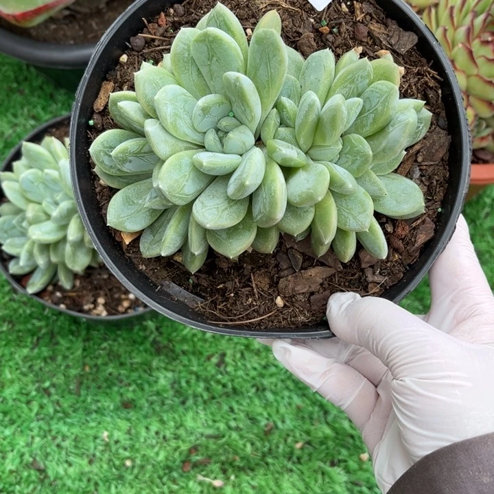 74百达翡翠多肉植物朵朵