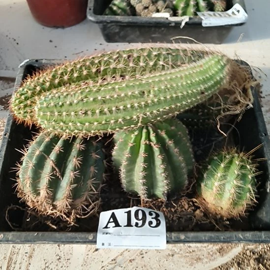 当前无花栽培后可以开花a193