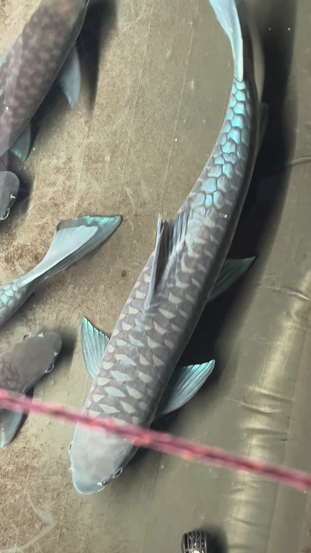 2到4公分买5条再送3条防损异口蓝吉罗苗包邮